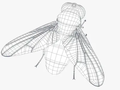 HouseFly ANIMATED UNREAL project  Maya base rig 3D model