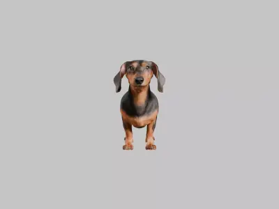 A realistic Dachshund Dog Low-poly 3D model