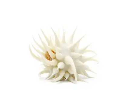 Spiky Ivory Sea Shell model pack Low-poly 3D model