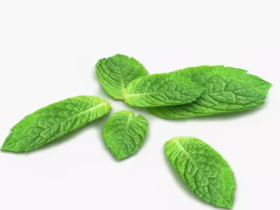 Mint leaf 3D model