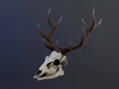 Deer Skull Low-poly 3D model