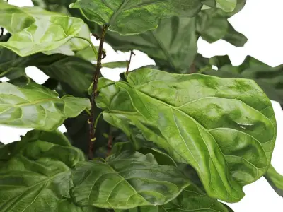 Tropical Plants in Wicker Baskets 3D model