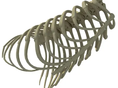 Highly Detailed Lion Rib Cage 3D model