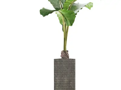 Plants Collection 75 3D model