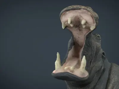 Hippopotamus Low-poly 3D model