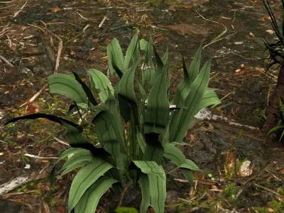 Plants 3D model
