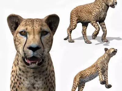  Most Real Cheetah - 8k - 3d animated 3D model