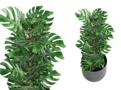 Indoor Plant 01 3D model purchase