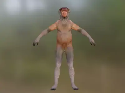 Bekantan Proboscis Monkey Low-poly 3D model