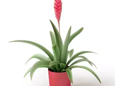 Pink Houseplant In Pink Container 3D model