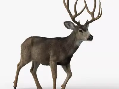 Mule Deer VFX Grace 3D model