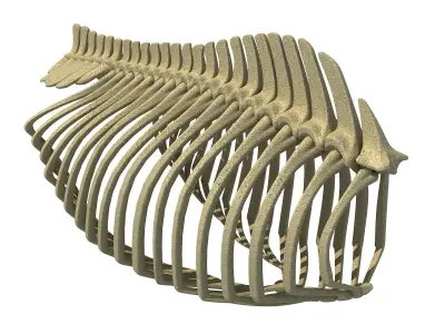 Detailed Bones of  Animal Rib Cage 2 3D model