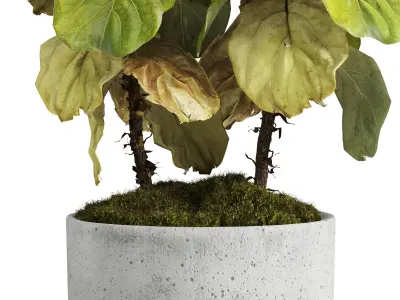 Ficus Lyrata In Concrete Pots 3D model