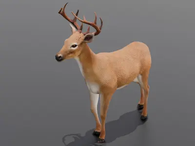 Animated Deer 3D Model  Low-poly 3D model