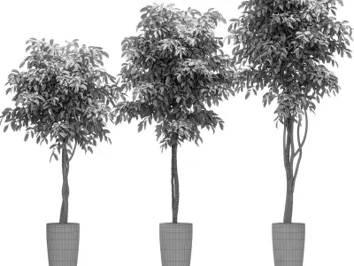 Ficus Benjamin Nitida on a bole - 3 models 3D model