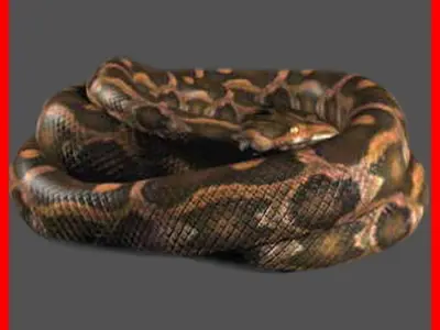 Pack - Snakes 3D model