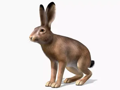 Hare - Male Low-poly 3D model