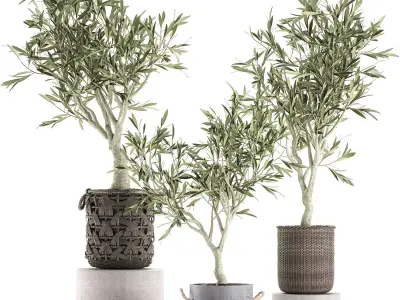 Olive tree for the interior in basket 643 3D model