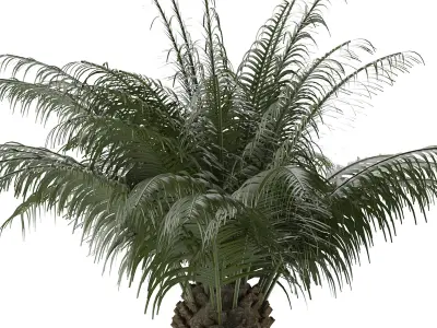 House Plant 32 3D model