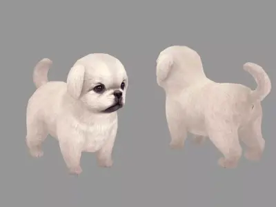 Cartoon pet puppy - White Pekingese - baby dog  Low-poly 3D model