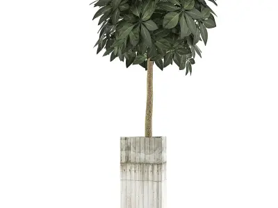 Plants Collection 65 3D model