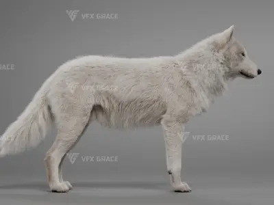 Arctic Wolf Animation - Blender 3D Model 3D model