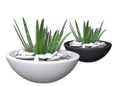 Aloe Vera - Potted Plant 2 3D model