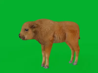 European Bison Calf Low-poly 3D model