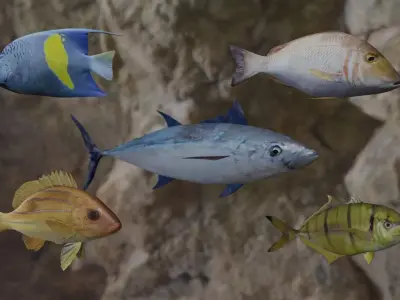 Five fishes 3D Model Collection