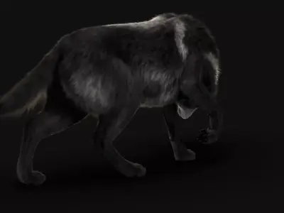 Black Timber Wolf Xgen 3D model