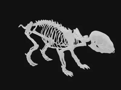 Hedgehog skeleton 3D model