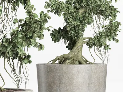Plants Collection 147 Sageretia Theezans Mini Bonsai 3D model