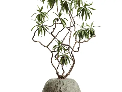 AV HousePlants Japandi Decorative Minimalism Ficus Marginata03 3D model