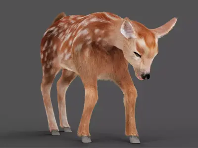 Fur Fawn Deer Rigged Blender Low-poly 3D model