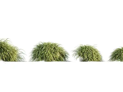 Hakonechloa macra - Japanese forest grass 3D model