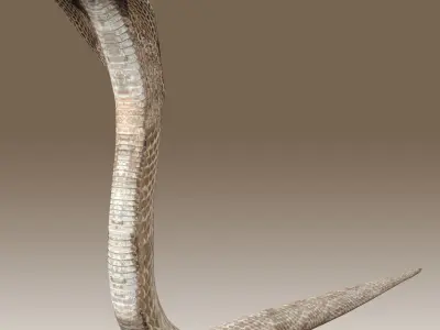 King Cobra Low-poly 3D model