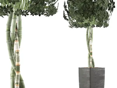 Plants Collection 69 3D model