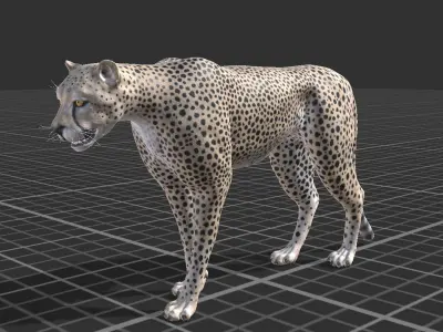 Cheetah Low-poly 3D model order
