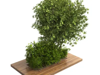 Collection Outdoor plant in garden wood pot 01 3D model