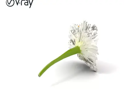 Aster White Pristine Flower Detailed Model Pack Low-poly 3D model