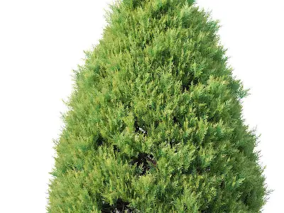 Golden oriental arborvitae Nr1 Five sizes 2-6m 3D model