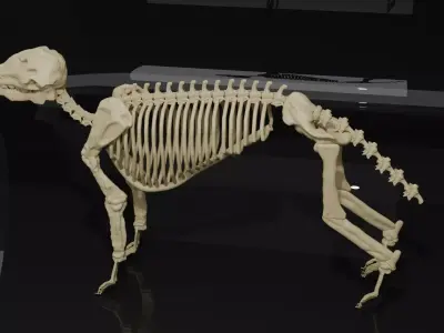 WOLF SKELETON 3D MODEL  Low-poly 3D model