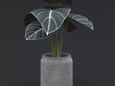 Alocasia Black Velvet II  3D model