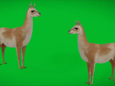 Guanaco Llama  Low-poly 3D model