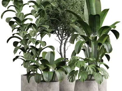 Indoor plant 07 3D model purchase