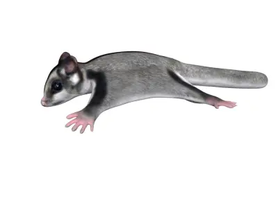 Sugar Glider Low-poly 3D model