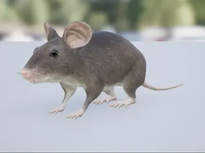 Mouse Low-poly 3D model