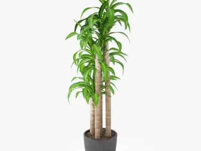 Dracaena Massangeana Potted Plant 3D model