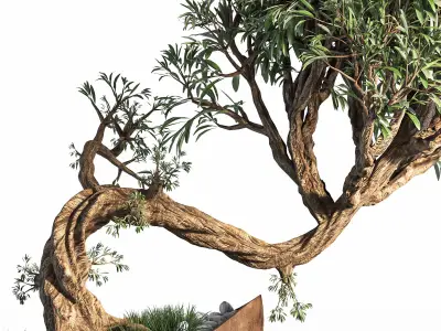  plant bonsai 03 3D model