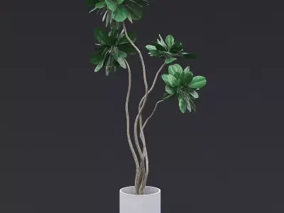 Fiddle Fig Tree II 3D model